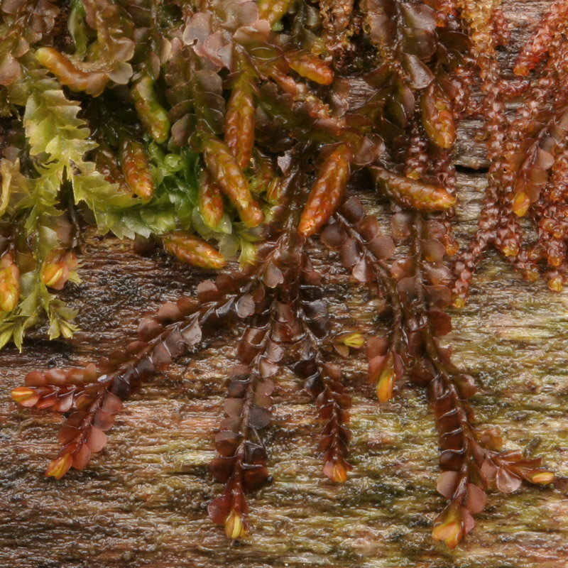 Syzygiella autumnalis